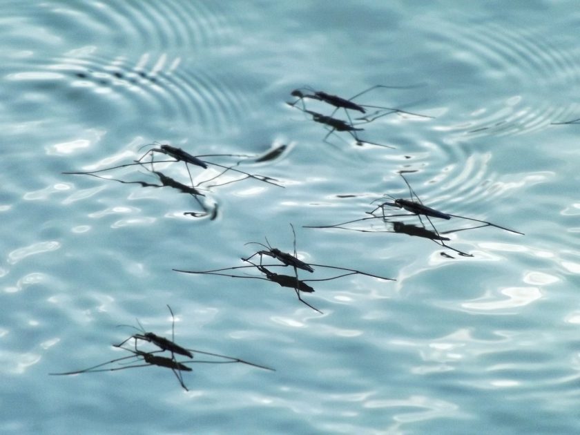 come eliminare gli insetti dalla piscina